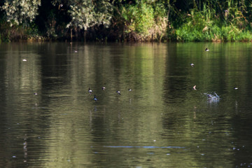 The common house martin (Delichon urbicum) on Drava River