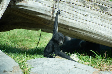 Siamang Primate Baby
