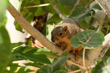 Squirrel in Tree