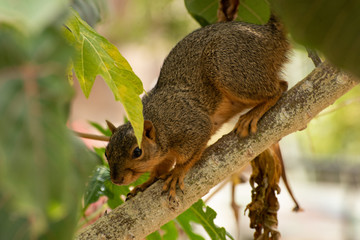Fototapeta premium Squirrel in Tree