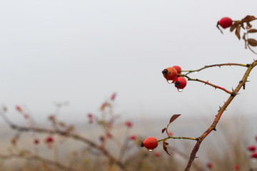 Fototapeta na wymiar red berries of viburnum on a branch on foggy sky background