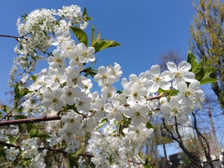 Blossoming cherry branches against the sky.