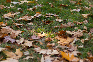 Fallen yellow leaves on the green grass. Autumn background.