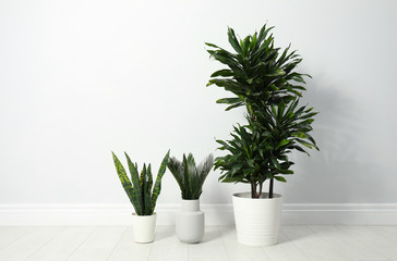 Tropical plants with lush leaves on floor near white wall. Space for text