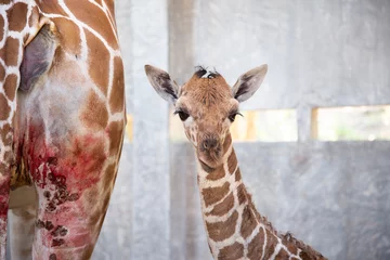Poster Baby giraffe is giving birth on the land © J.NATAYO