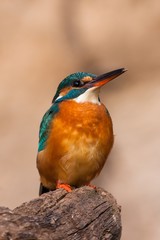 Common kingfisher in his natural habitat