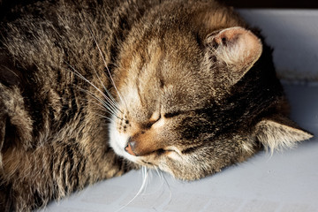 Gray cat sleeping under the wheel of a car