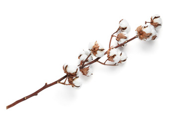 Beautiful fluffy cotton flowers on white background