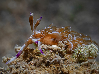 Blue Dragon Nudibranch (Pteraeolidia ianthina)