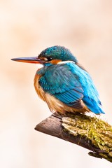 Common kingfisher in his natural habitat