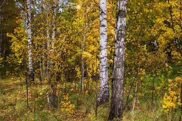 glade in the forest Sunny day autumn