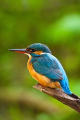 Common kingfisher in his natural habitat