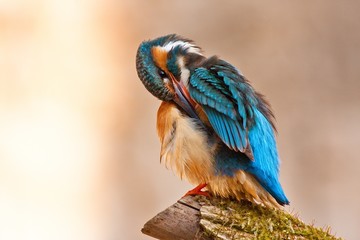 Common kingfisher in his natural habitat