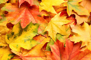 Naklejka na ściany i meble Colorful autumn leaves as background, top view