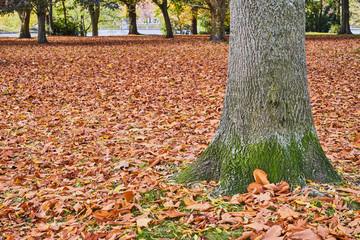 Herbstliches Panorama mit heller Sonne, die durch die Bäume scheint in Berlin im Treptower Park...