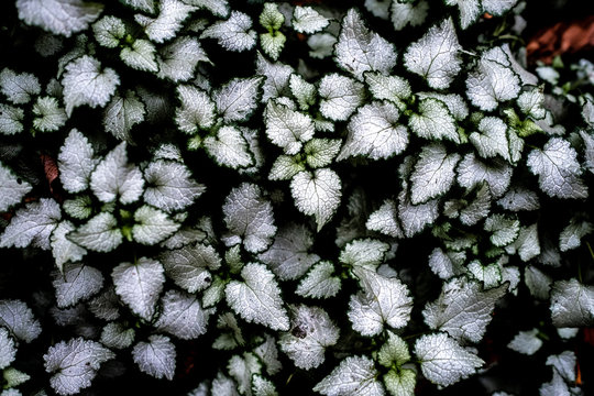 bush with silver leaves with a green fringing