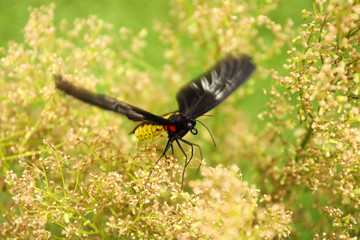 Beautiful common Birdwing butterfly on plant outdoors
