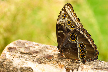 Beautiful Blue Morpho butterfly on wooden log outdoors
