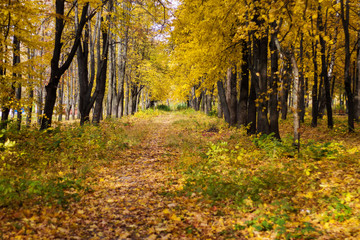 the road in the Park between the trees, covered with yellow leaves, autumn day