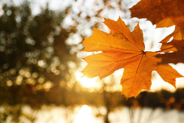 Naklejka na ściany i meble Tree branch with sunlit golden leaves in park, closeup. Autumn season