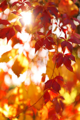 Tree branch with sunlit bright leaves in park, closeup. Autumn season