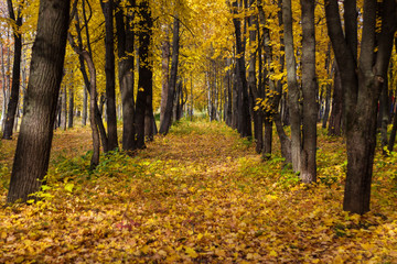 the road in the Park between the trees, covered with yellow leaves, autumn day
