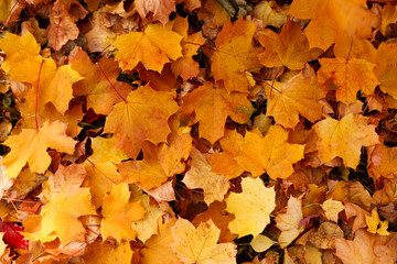 Naklejka na ściany i meble Top view of colorful leaves on ground. Autumn season