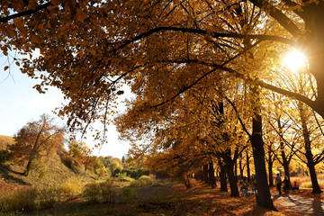 Fototapeta premium Beautiful trees with bright leaves in park. Autumn season