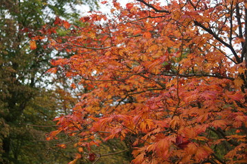 leafs in a park