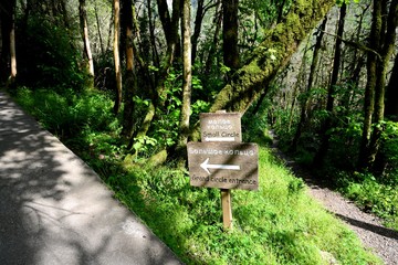 Walkers trails. Yew-boxwood grove, Khosta, Krasnodar Krai, Russian Federation