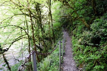 Secret walkway in the forest. Yew-boxwood grove, Khosta, Krasnodar Krai, Russian Federation