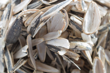Closeup pile of husk from sunflower seeds on white background