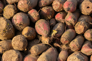 Futterr&uuml;ben (Beta vulgaris) als Haufen gestapelt f&uuml;r F&uuml;tterung