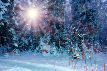 beautiful winter landscape trees in snow sun evening bokeh