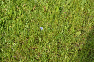 green grass with water drops
