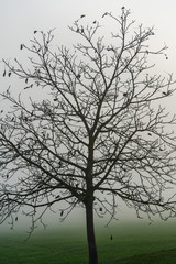 Bäume im Spätherbst bei Nebel