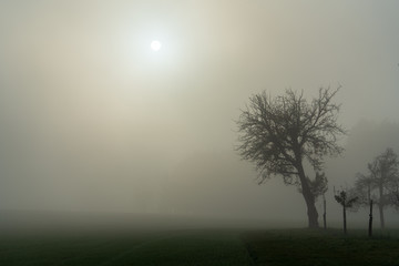 Obraz premium Bäume im Spätherbst bei Nebel