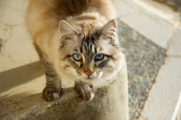 A cat, Aspremont, Alpes Maritimes, France