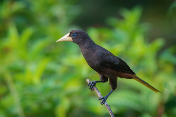 Psarocolius decumanus or Crested oropendola is perched on the branch nice natural environment of wildlife, Trinidad and Tobago