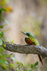 Galbula ruficauda or Rufous-tailed jacamar The bird is perched on the branch nice natural environment of wildlife of Trinidad and Tobago..