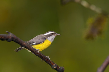 The Bananaquit is sitting on the amazing red and yellow bloom in colorful backgound