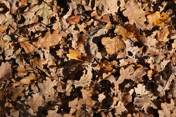 Dry oak leafs with dew drops on them. Fallen oak leaves.
