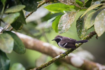 Formicivora intermedia tobagensis, Northern white-fringed antwren The bird is perched on the branch in nice wildlife natural environment of Trinidad and Tobago..