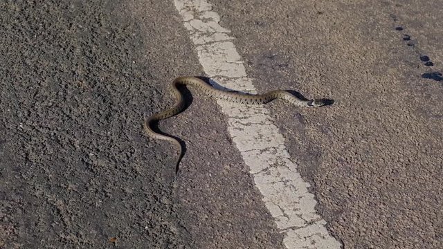 Couleuvre &agrave; collier traversant une route de campagne dans le parc naturel r&eacute;gional du Vexin / Natrix Natrix; Grass snake crossing a country road in the Vexin Regional Nature Park
