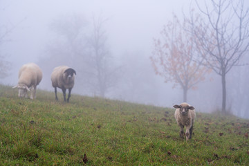 Schafe im Nebel zur Herbst Zeit