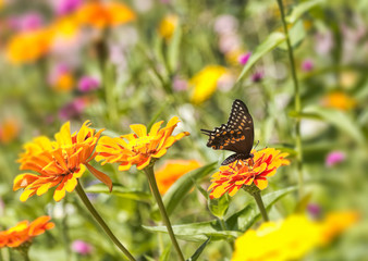 Black Butterfly on Orange Flower