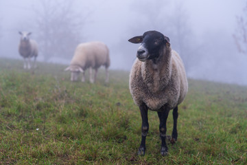 Schafe im Nebel zur Herbst Zeit