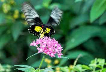 Black and Yellow Butterfly with Wings in Motion
