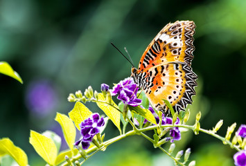 Fototapeta premium Orange and Yellow Butterfly on Purple Flowers