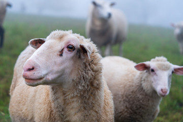 Schafe im Nebel zur Herbst Zeit